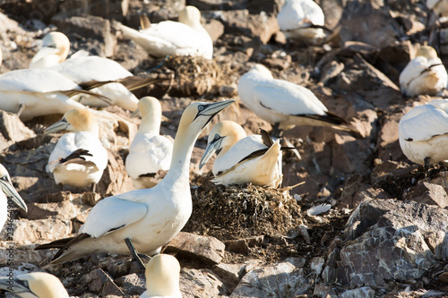 Northern Gannet (Morus bassanus) colony on bass rock at nesting sites, Bass Rock, Scotland, United Kingdom