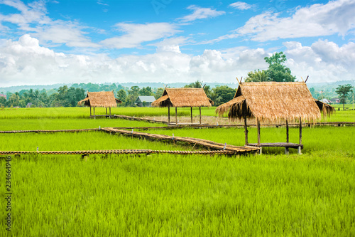 Fotografie green rice field in Pua, Nan province, North of Thailand