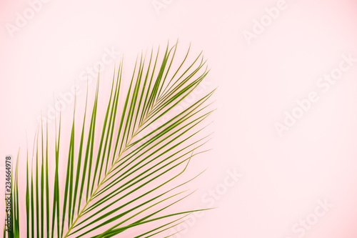 Tropical leaves Monstera on pink background. Flat lay, top view/Palm Leaf on a pink abstract background