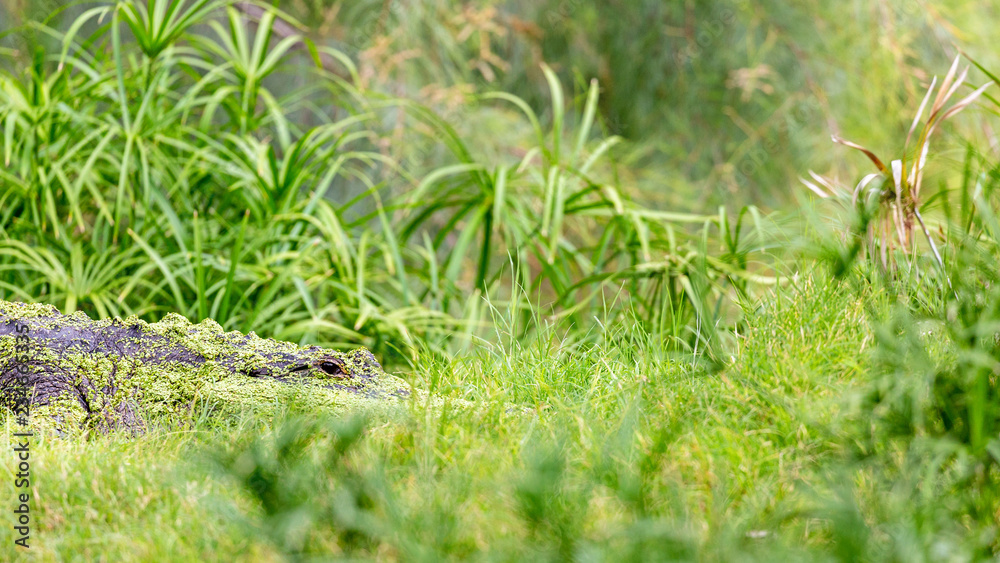 Dangerous Alligator Hiding in Tall Grass Dangerous Alligator Hiding in Tall Grass