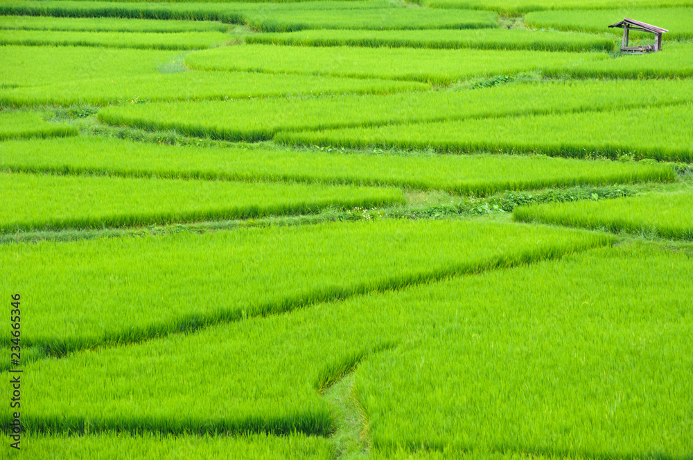 green paddy rice in fields