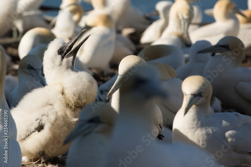 Northern Gannet (Morus bassanus) chick calling at  breeding colony at bass rock, united Kingdom photo