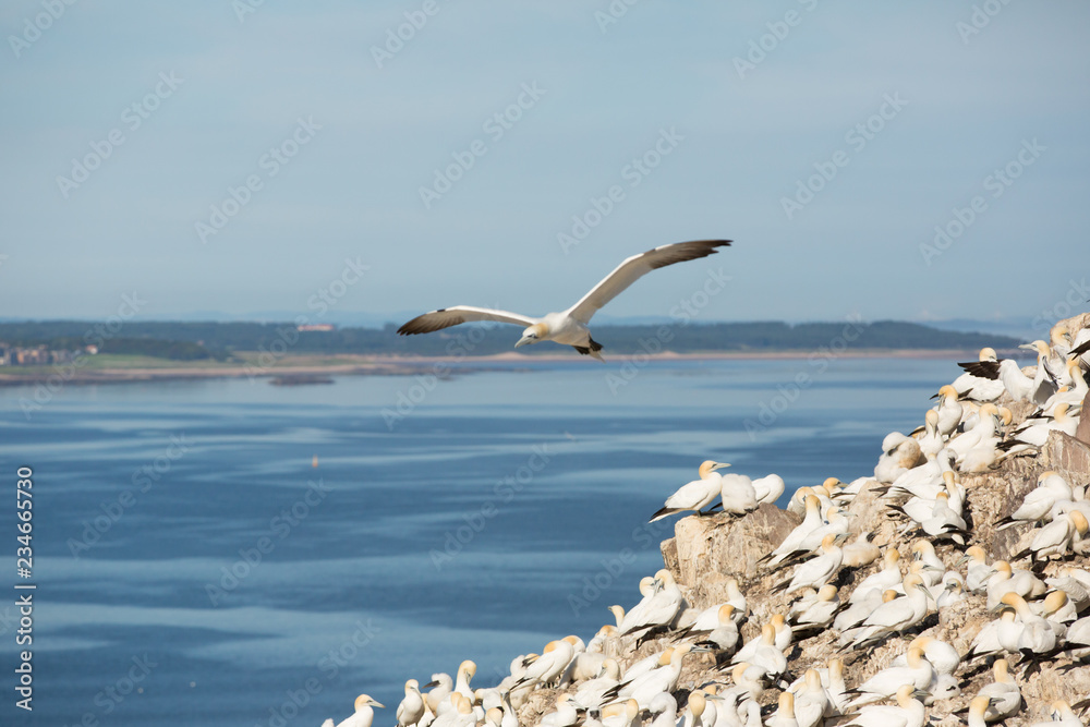 Fototapeta premium Northern Gannet (Morus bassanus) sky pointing, at breeding colony, Bass Rock, Scotland, United Kingdom