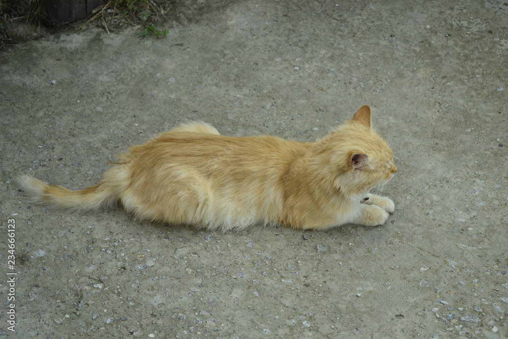 Cute red cat resting