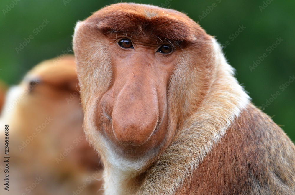 Naklejka premium Protrait eines männlichen Nasenaffen, Borneo - Malaysia