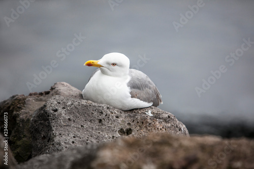 seagull on rock