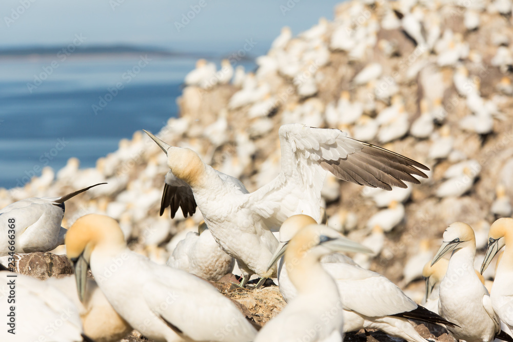 Fototapeta premium Northern Gannet (Morus bassanus) displaying, wing shaking and sky pointing, at breeding colony, Bass Rock, Scotland, United Kingdom