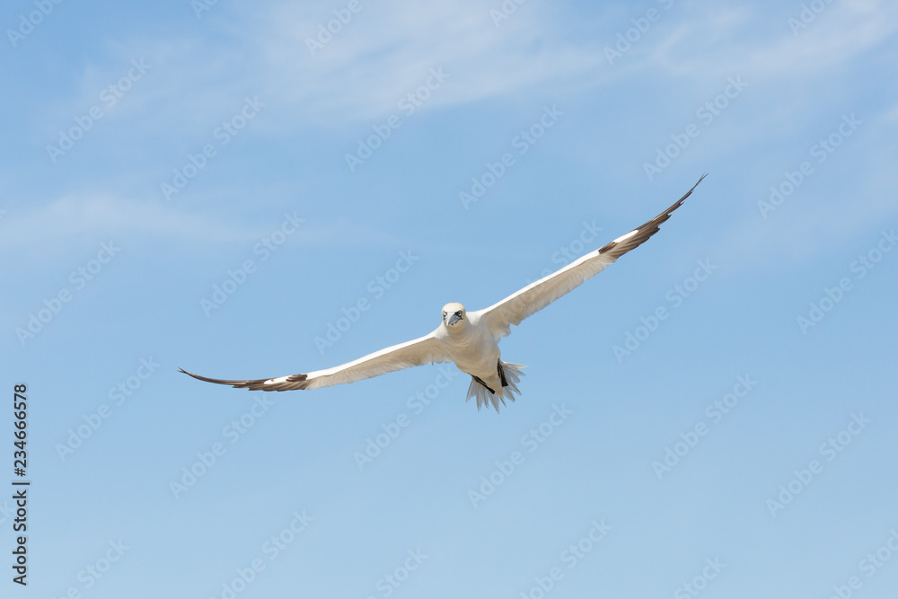 Northern Gannet (Morus bassanus) in flight at breeding colony, Bass Rock, Scotland, United Kingdom Northern Gannet (Morus bassanus) in flight at breeding colony, Bass Rock, Scotland, United Kingdom