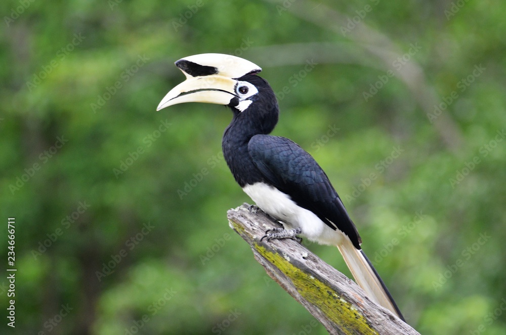 Orienthornvogel, Sabah, Borneo - Malaysia Orienthornvogel, Sabah, Borneo - Malaysia