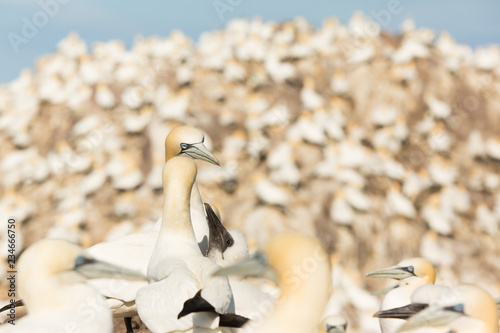 Obraz na płótnie Northern Gannet (Morus bassanus) nesting site at breeding colony, Bass Rock, Scotland, United Kingdom w salonie