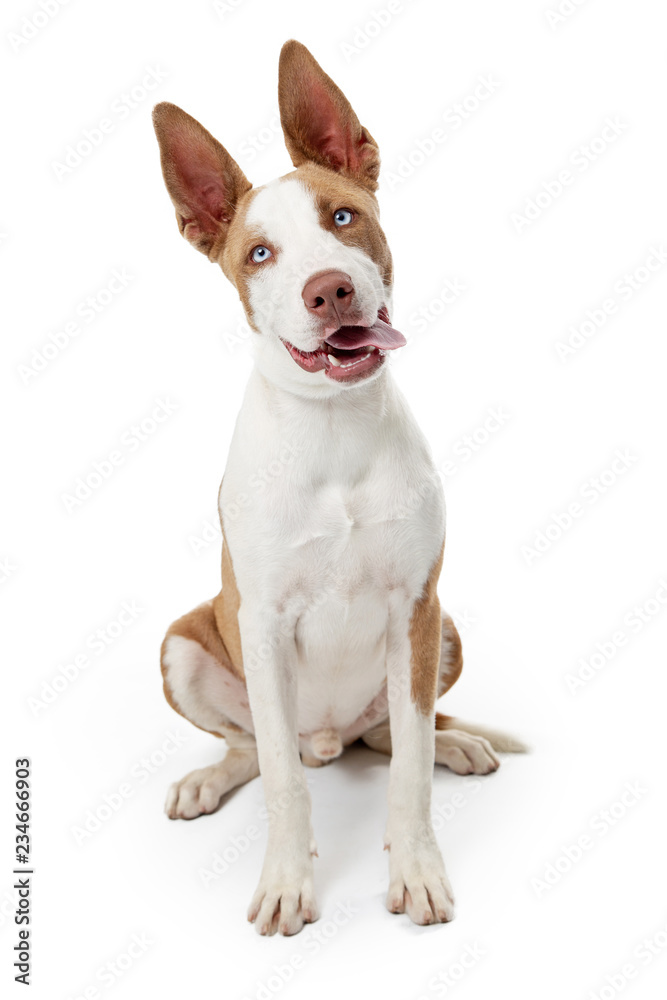 Friendly Brown and White Terrier Dog Sitting