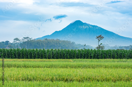 Farmland in Indonesia with the active volcano Mt Merapi rising up into the clouds. Landscape image.