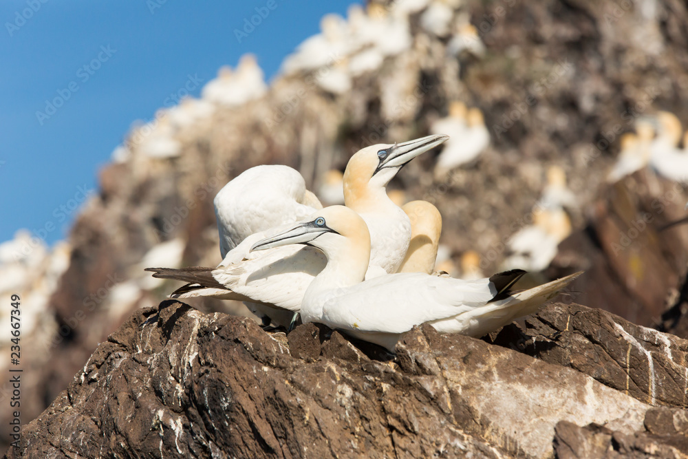 Northern Gannet (Morus bassanus) calling at nesting at breeding colony, bass rock, United Kingdom