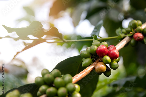 Coffee tree with red coffee berries on cafe plantation.