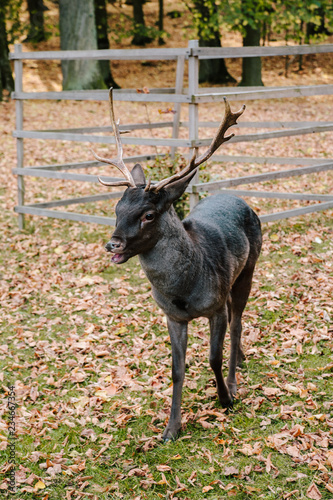 A young deer in the park of Blatna castle. Czech Republic