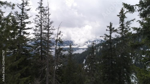 Through pine trees to snow covered mountain