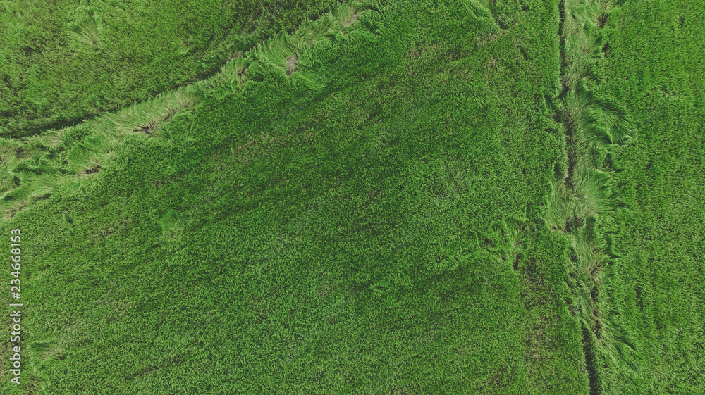 Top view of rices paddy field from drone Top view of rices paddy field from drone