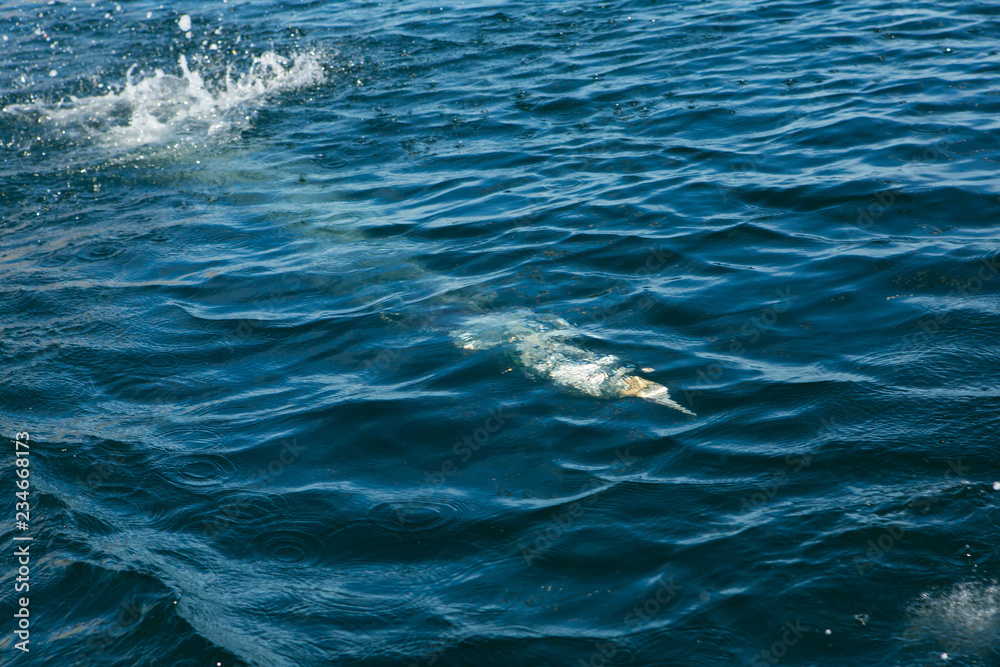 Obraz premium Northern Gannet (Morus bassanus) diving into sea while fishing near breeding colony at bass rock, united Kingdom