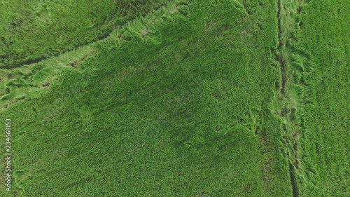 Top view of rices paddy field from drone