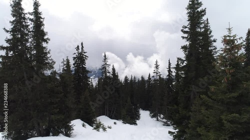 through the pine trees aerial winter scene 