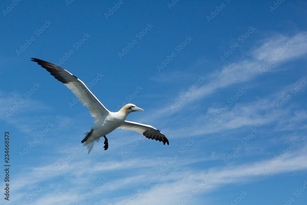 Northern Gannet (Morus bassanus) in flight fishing, near breeding colony at bass rock, united Kingdom