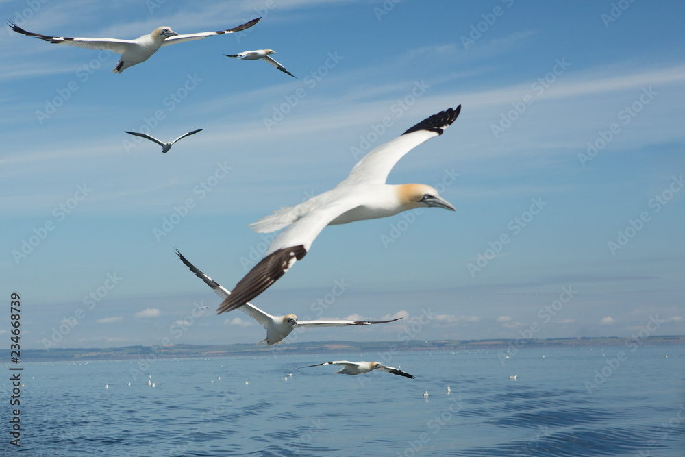 Naklejka premium Northern Gannet (Morus bassanus) in flight fishing, near breeding colony at bass rock, united Kingdom