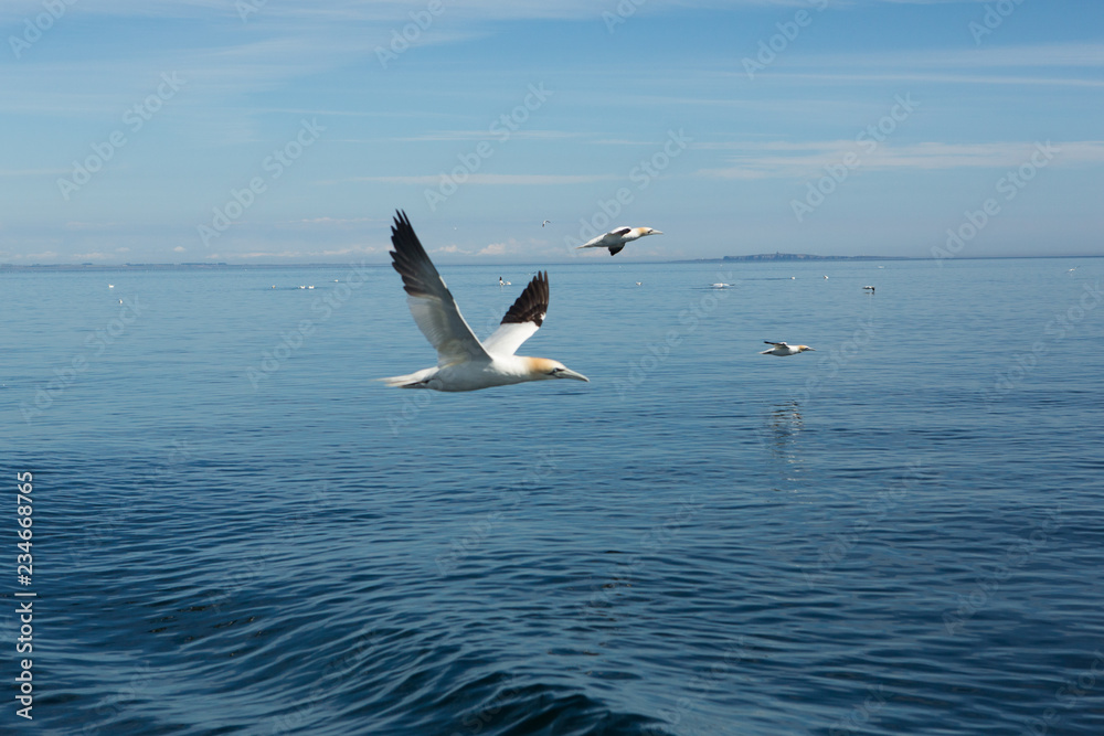 Northern Gannet (Morus bassanus) in flight fishing, near breeding colony at bass rock, united Kingdom