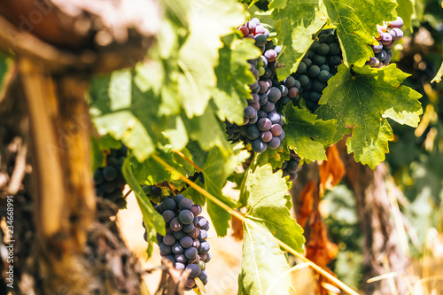 Konstfotografi Blue grapes in a vineyard at sunset, Crimean vineyards