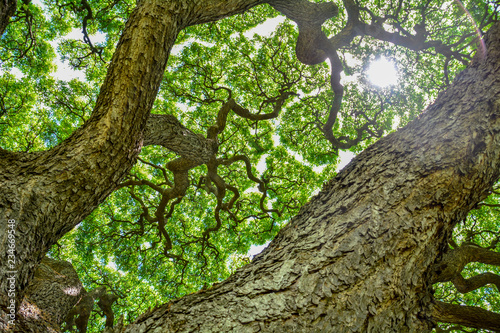 The vitality of the tree