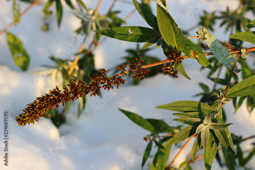 Green branches of a plant on a background of snow on a sunny day. Close up