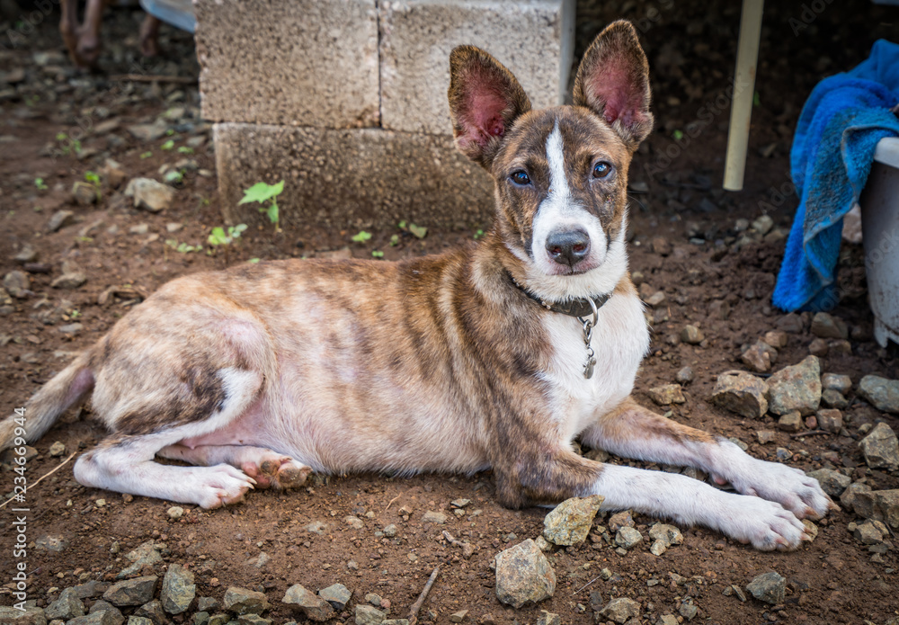 Rescue dogs at an animal Sanctuary on the caribbean island of Curacao Rescue dogs at an animal Sanctuary on the caribbean island of Curacao