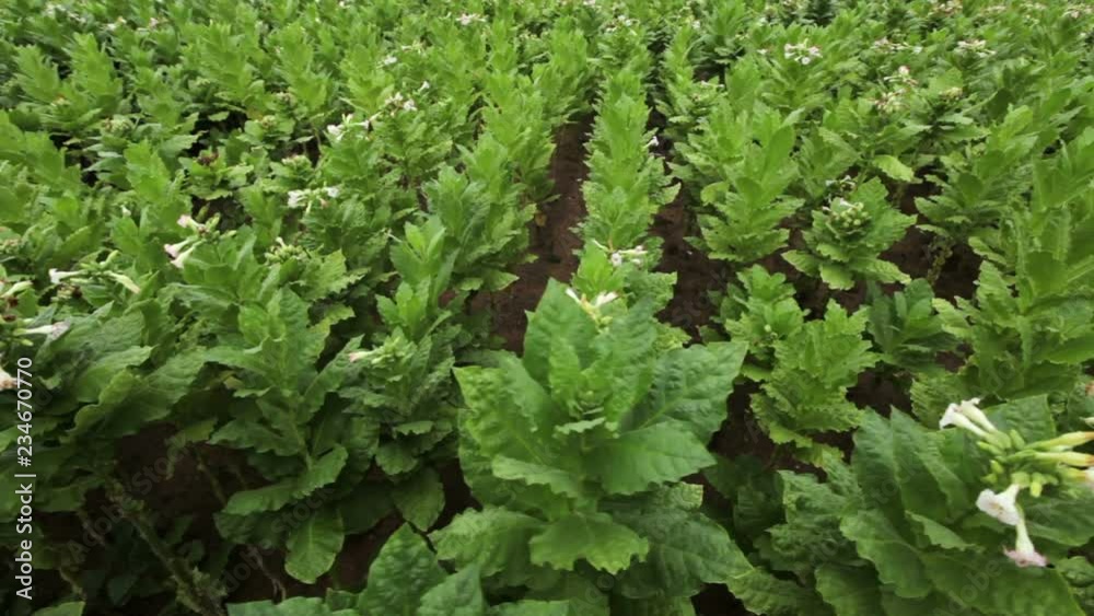 inside between rows of tobacco plants. slider shot.
inside between rows of tobacco plants. slider shot.