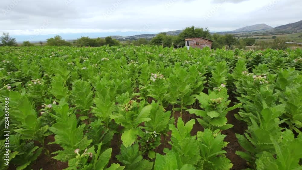 inside between rows of tobacco plants. slider shot.
inside between rows of tobacco plants. slider shot.