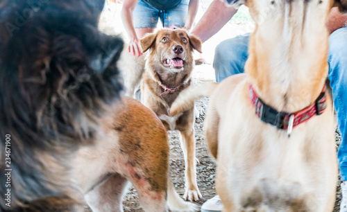 Rescue dogs at an animal Sanctuary on the caribbean island of Curacao © Gail Johnson