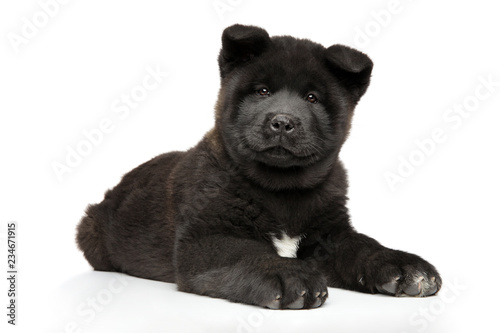 American Akita puppy on white background