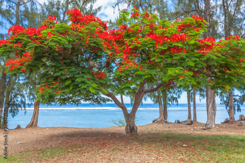 Flamboyant fleuri, plage de Saint-Leu, Réunion 