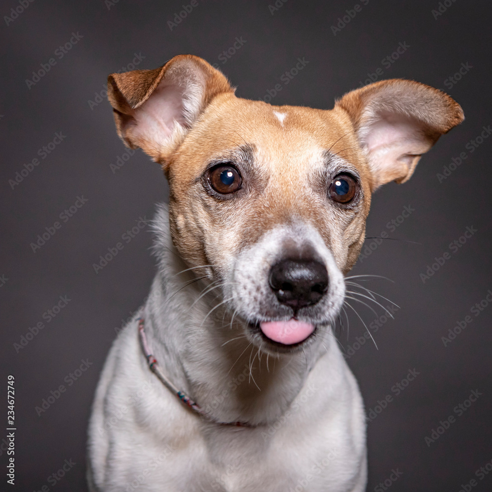 jack russell dog portrait with tongue out and funny face, grey background.