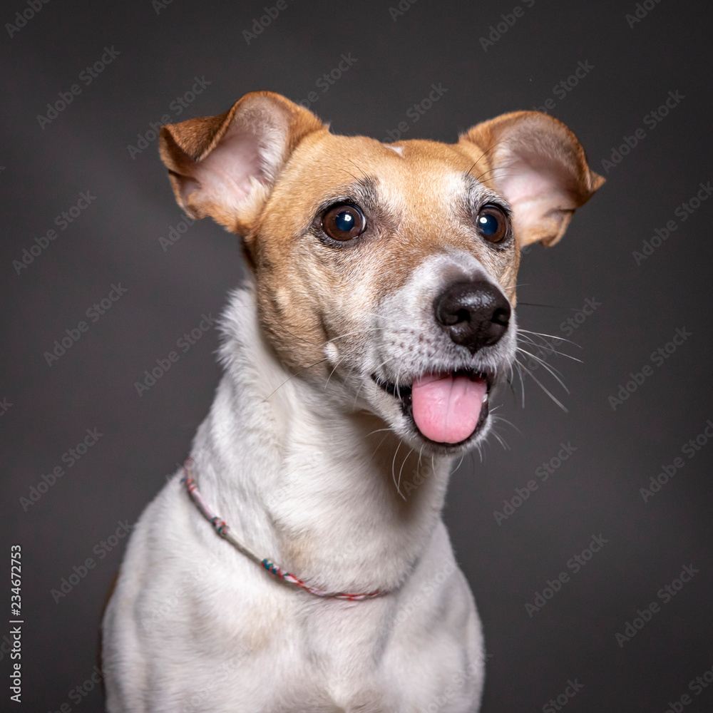 jack russell dog portrait with tongue out, grey background.