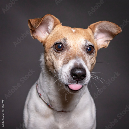 jack russell dog portrait with tongue out and funny face  grey background.