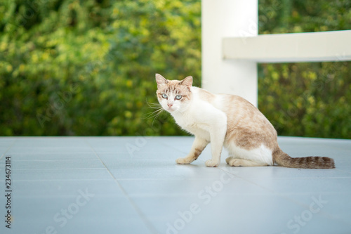 cat sitting on fence