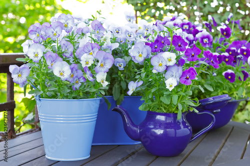 Canvastavla Purple, blue and violet pansy flowers in 3 pots and an enameled jug on a wooden