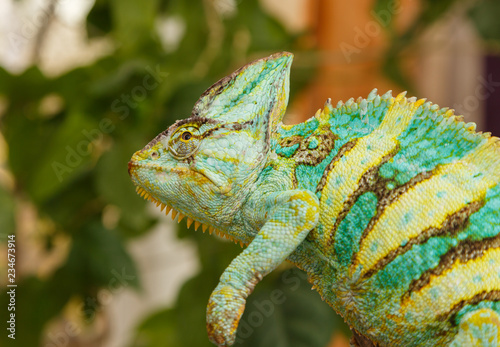 chameleon