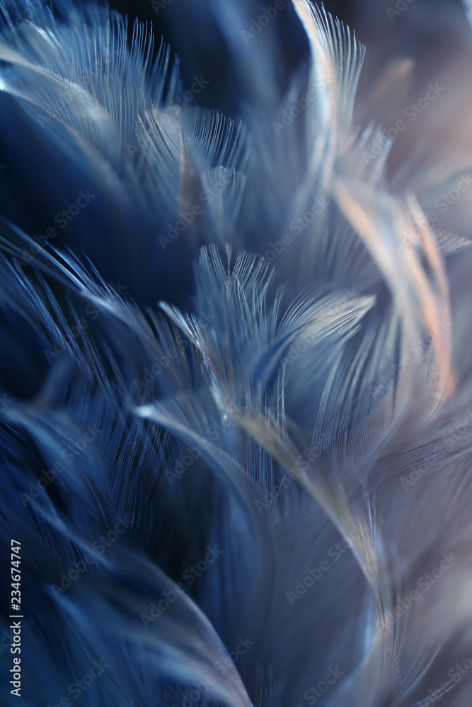 Naklejka premium Blur Bird chickens feather texture for background, Fantasy, Abstract, soft color of art design.