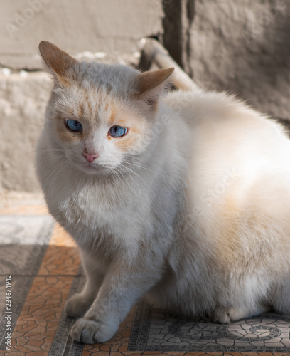 The white street cat with blue squint eyes © Anna