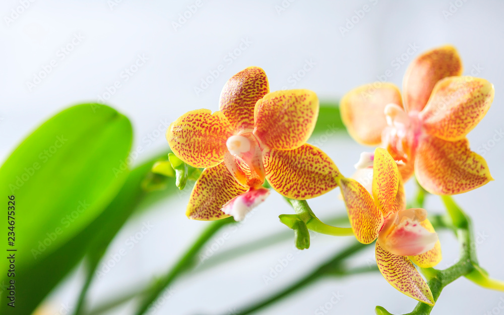 Phalaenopsis hybrid. Beautiful varietal rare orchid. Phalaenopsis hybrid. Beautiful varietal rare orchid.