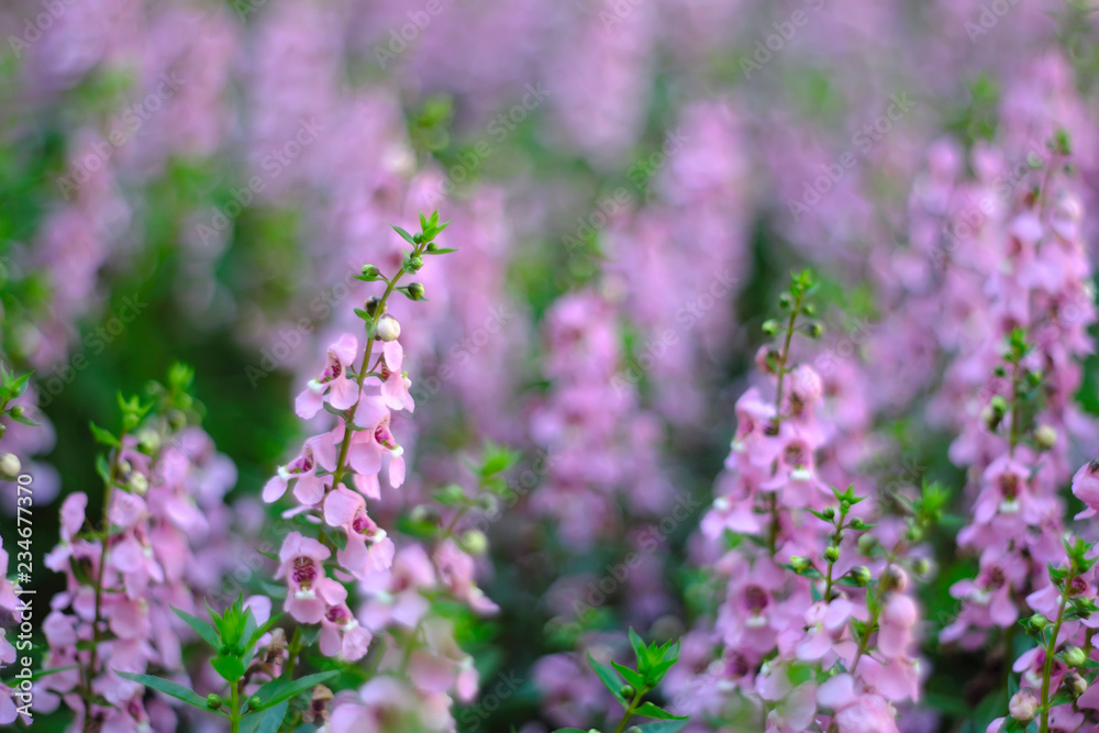 Obraz premium pink flowers in the flower garden.