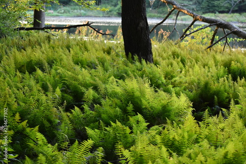 Ferns 