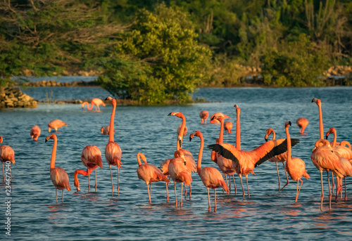 Flamingos at Jan Kok Salt Pan on the Caribbean Island of Curacao