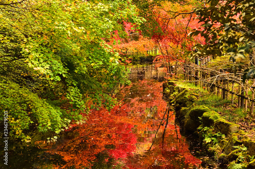 高岡古城公園の紅葉