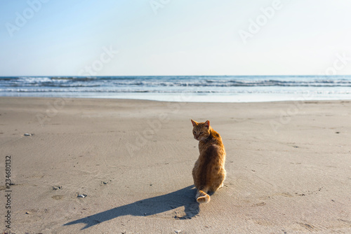 Cute red kitten on the sand of the beach at sunrise on the sea wave background.